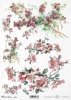 cis, owoce cisu, polna róża, róże, kwiat, łąka, ogród, lato, R964, yew, yew-tree fruit, field rose, roses, flower, meadow, garden, summer, Eibe, Eibenfrucht, Feldrose, Rosen, Blume, Wiese, Garten, Sommer, tejo, fruto del tejo, rosa de campo, rosas, flor, 